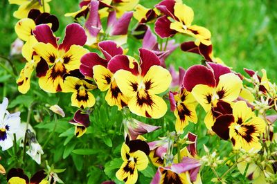 Close-up of yellow flowering plants