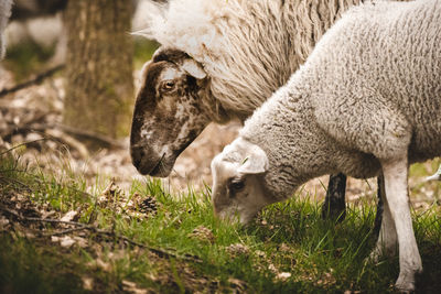 Sheep grazing on field