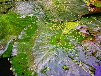 Close-up of water drops on leaves