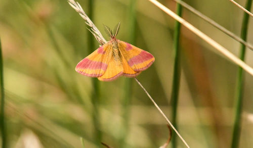 Close-up of butterfly on flower