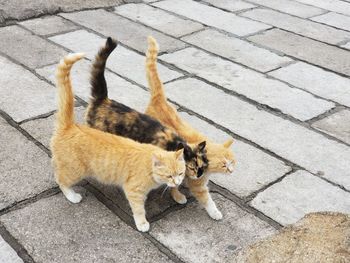 High angle view of cats on footpath