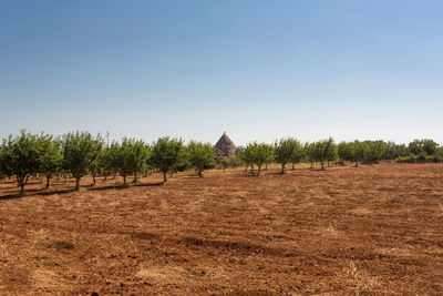 Panoramic view of trees on field against sky