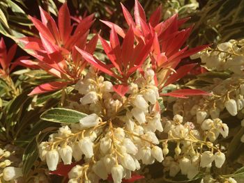 Close-up of white flowers