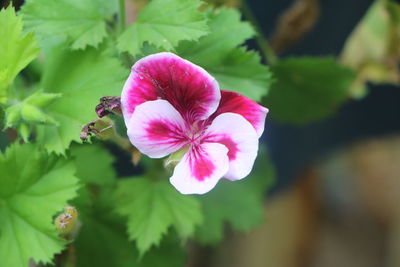 Close-up of pink flowering plant