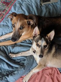 High angle portrait of dogs resting on bed