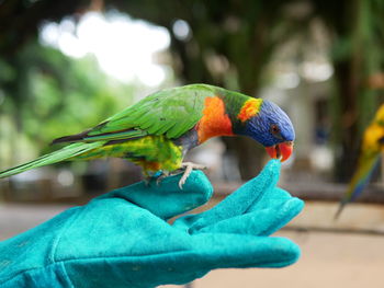 Close-up of a parrot perching on a hand