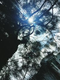 Low angle view of trees against sky