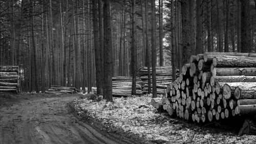 Wooden logs in forest