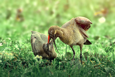 Hadada ibis