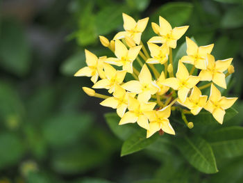 Close-up of yellow flowers blooming outdoors