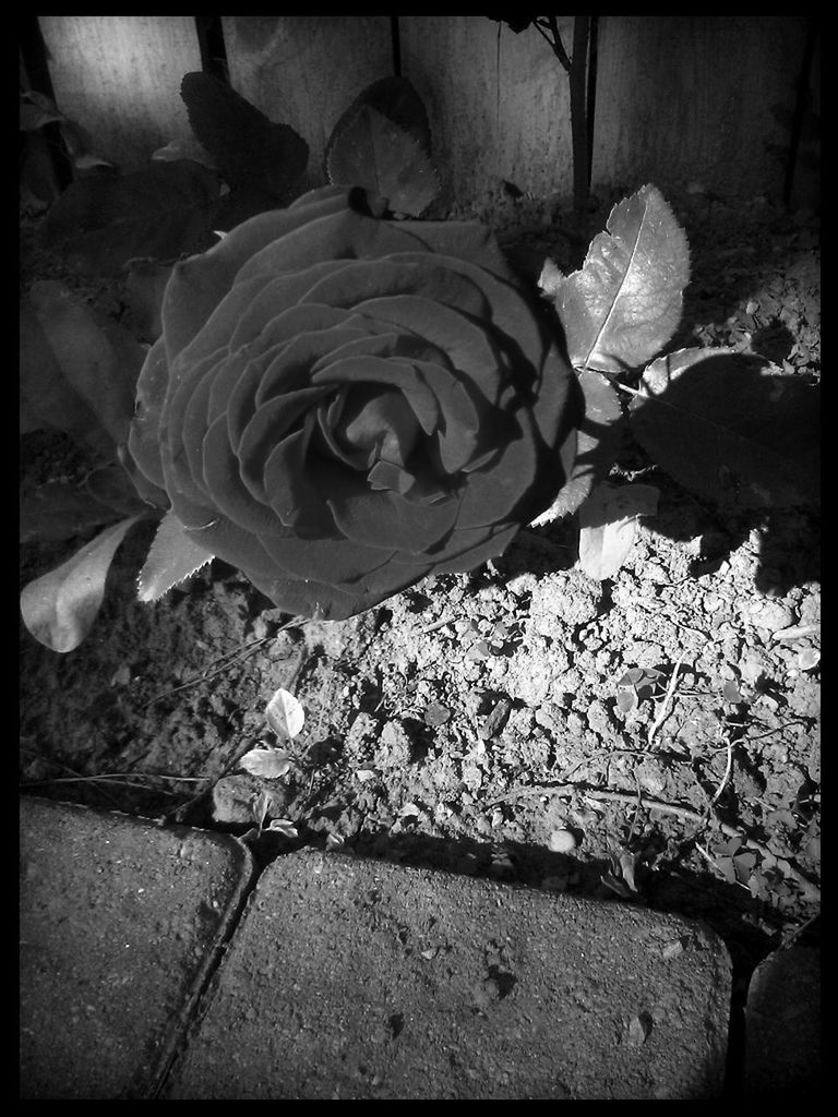 transfer print, auto post production filter, nature, close-up, growth, fragility, day, outdoors, plant, flower, beauty in nature, no people, sunlight, stone - object, field, rock - object, natural pattern, tranquility, cactus, high angle view