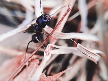 Macro shot of ant on stick