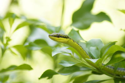 Close-up of insect on leaf