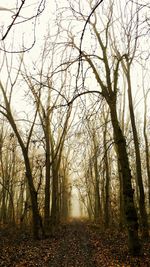 Bare trees in forest