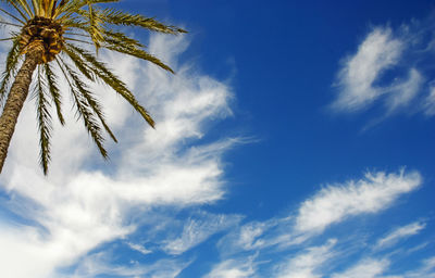 Low angle view of palm tree against blue sky