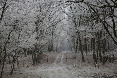 Bare trees in forest