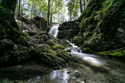 Stream flowing through forest