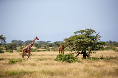 View of giraffe on field against clear sky