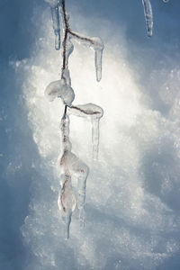 Branch stuck in ice in winter
