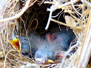 Close-up of birds in nest