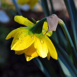 Close-up of yellow flower