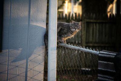 Portrait of a cat behind fence