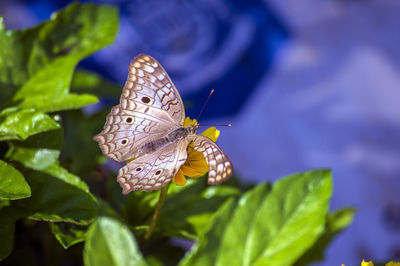 Close-up of butterfly pollinating on leaf