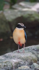 Close-up of bird perching on rock