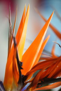 Close-up of orange flowering plant