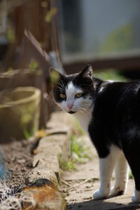 Close-up of cat