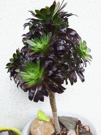 Close-up of potted plant on table