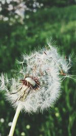Close-up of dandelion