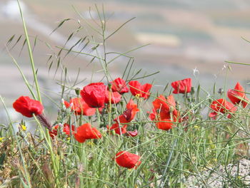 Close-up of red poppy flowers blooming on field