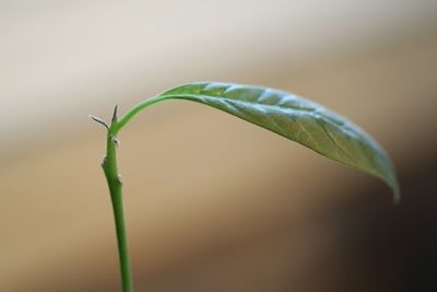 Close-up of plant