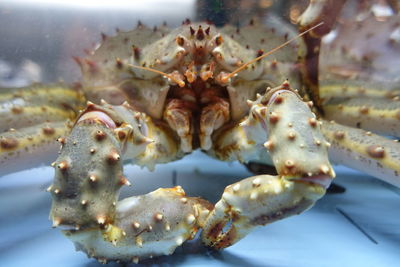 Close-up of dead crab