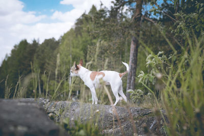 Dog standing in a field