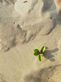 High angle view of plant on sand