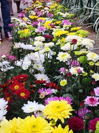 Close-up of colorful flowers