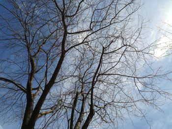 Low angle view of bare tree against blue sky