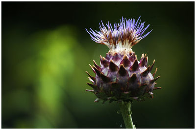Close-up of purple thistle flower