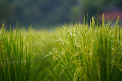 Close-up of wheat growing on field