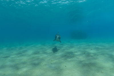 Man swimming in sea