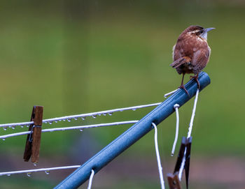 Close-up of bird perching on a fence