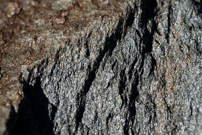 Close-up of tree trunk