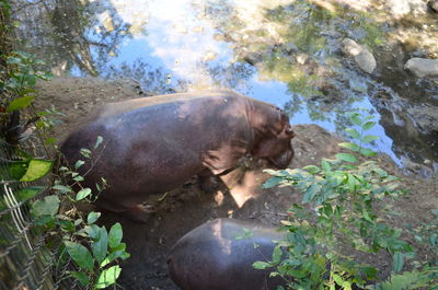 High angle view of horse in lake