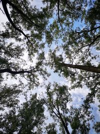 Low angle view of trees against sky