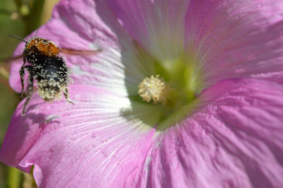 Close-up of insect on pink flower