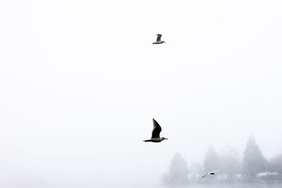 Low angle view of birds flying in sky