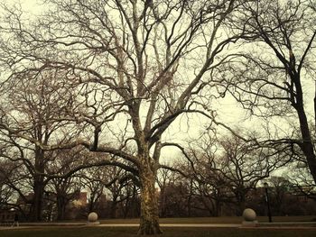 bare tree