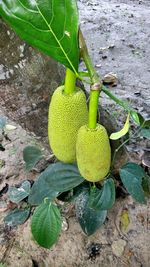 Close-up of fresh green plant